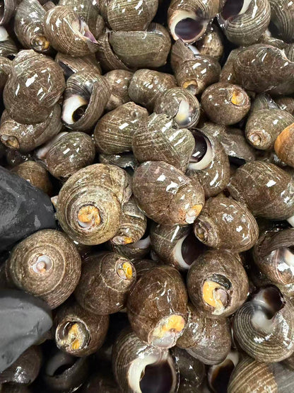 柳州大排档风味辣炒海石螺